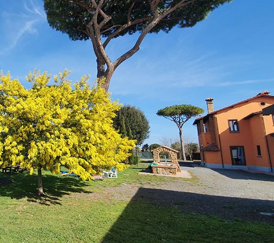 casale 800